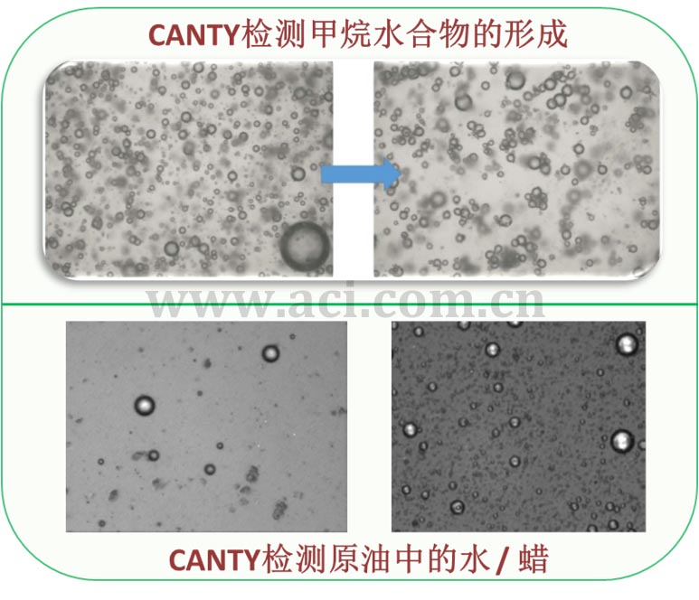不同颗粒在CantyVision分析软件中表现的形态